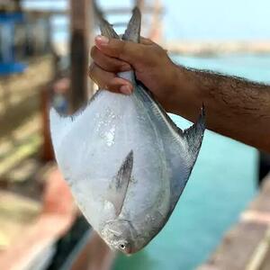 صید این ماهی در خوزستان ممنوع شد / ماجرا چیست؟