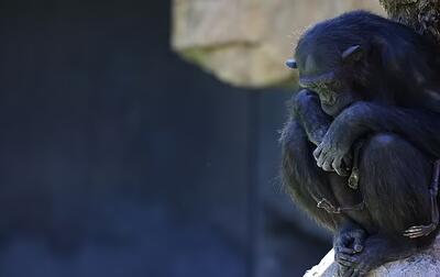 سوگواری دلخراش این شامپانزه که نوزاد مرده اش را با خود حمل می کند - روزیاتو