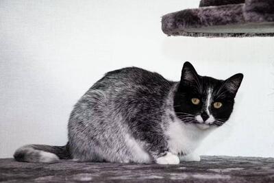 جهش ژنتیکی به شکل‌گیری رنگی جدید در گربه‌ها منجر شده است - زومیت