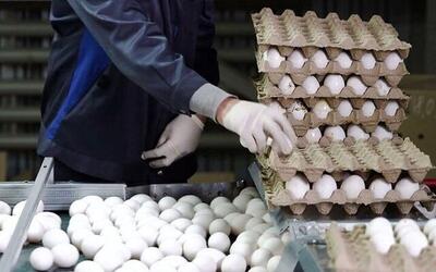 صادرات انبوه مرغ و تخم مرغ برای اولین‌ بار در سال جاری