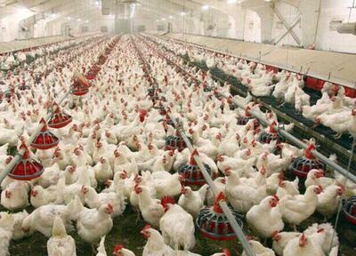 ثبات در جوجه ریزی ۱۵۰ میلیون قطعه و بازار مطلوب تولید مرغ و تخم مرغ