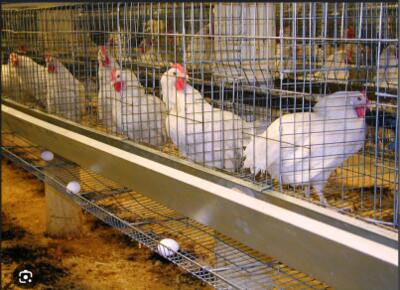 وضعیت تولید مرغ و تخم مرغ مطلوب است