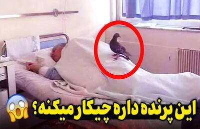 این کبوتر هر روز روی بدن این بیمار می‌نشست / اما وقتی پرستاران علت این موضوع رو فهمیدن شوکه شدن!!