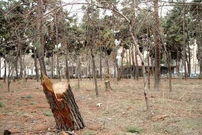 تداوم فاجعه درخت‌کُشی در تهران