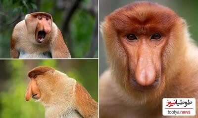 راز عجیب‌ ترین موجودات جهان «میمون‌ های دماغ دراز» کشف شد+ عکس