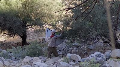 آغاز برداشت بادام کوهی در روستای الیف کازرون + فیلم و تصاویر