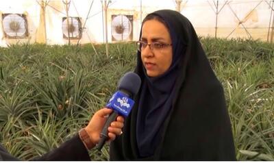کشت آناناس در استان بوشهر