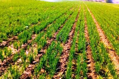 کشاورزان برنج  را به روش خشکه کاری کشت کنند
