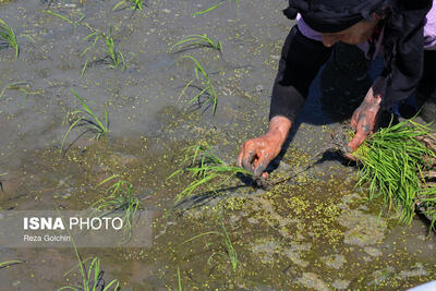 نشاء برنج در ۲۱۴ هزار هکتار از شالیزارهای گیلان