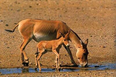 ببینید | تولد سومین گورخر ایرانی در پارک ملی کویر