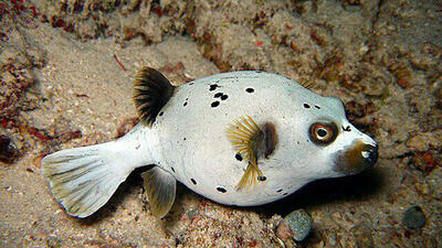 بادکنک ماهی خال‌ سیاه معروف به ماهی سگ‌ صورت / عکس