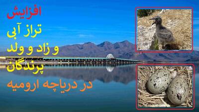 تراز دریاچه ارومیه ۲۵ سانتی متر بالا آمد/زاد و ولد پرندگان دو برابر شد