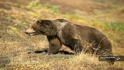 بررسی علت مرگ یک قلاده خرس قهوه‌ای در پیرانشهر