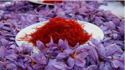 خبر فاجعه بار از وضعیت تولید زعفران در کشور