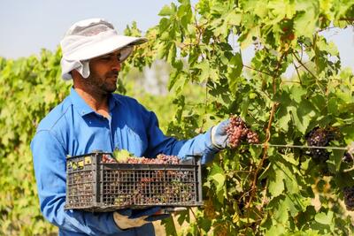 پیش‌بینی برداشت ۵۰ تُن انگور از تاکستان هفت‌تپه/توسعه تاکستان با کاشت نهال‌های سازگار با شرایط اقلیمی خوزستان