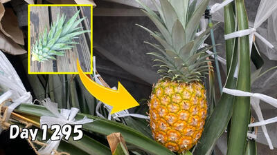 (ویدئو) نحوه پرورش آناناس با استفاده از ساقه و برگ دورریز آناناس
