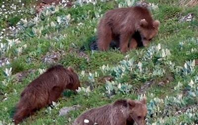 (ویدئو) علف خوردن بچه خرس‌های قهوه‌ای در پارک ملی گلستان