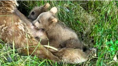 (ویدئو) شیرخوردن دو بچه‌خرس در پارک ملی گلستان