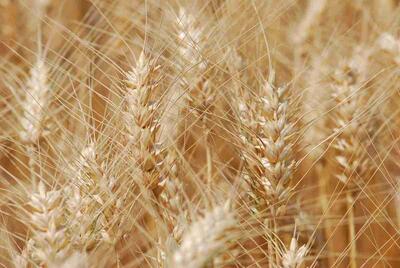 تولید گندم ایران رکورد زد