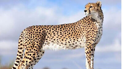 ۸۷ گونه جانوری در ایران در خطر انقراض‌ است + اسامی