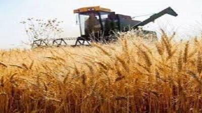خریداری بیش از ۶۰ هزار تن گندم از کشاورزان کهگیلویه و بویراحمد