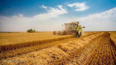 قیمت گندم امروز ۱۶ خرداد ۱۴۰۳/ مطالبات کشاورزان چه زمانی پرداخت می‌شود؟ - عصر اقتصاد