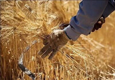 طبق قانون باید پس از تحویل گندم به دولت، مطالبات کشاورزان پرداخت شود.