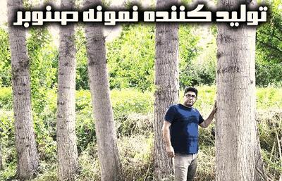 معرفی و آموزش شغل پردرآمد و میلیاردی صنوبر کاری ( صفر تا 100)