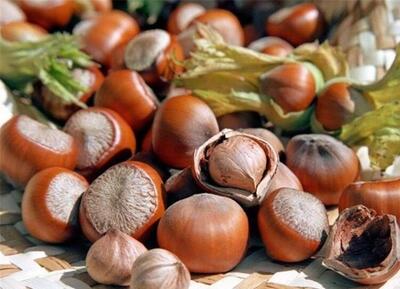 خوراکی مقوی برای کنترل کلسترول