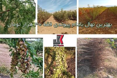 خرید نهال گردوی اصلاح شده ضمانتی فقط با 47 هزار بمناسبت روز پدر