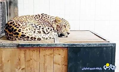 کرونا‌ویروس گربه‌سان‌ها درمان می‌شود یا نه؟ | روزنو