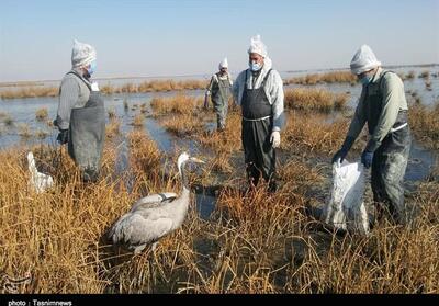 موردی از آنفلوانزای فوق حاد پرندگان تأیید نشده است - تسنیم