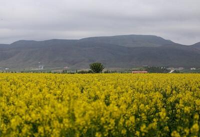 کشت ۹۵۱ هکتار انواع دانه های روغنی در دیمزارهای همدان