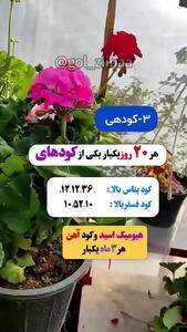 راز داشتن شمعدانی پر گل + فیلم