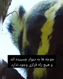 تغییر صدا باعث نجات جوجه ها از شکار گورکن شد