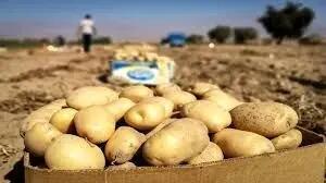حمله شبانه به مزارع سیب‌زمینی!