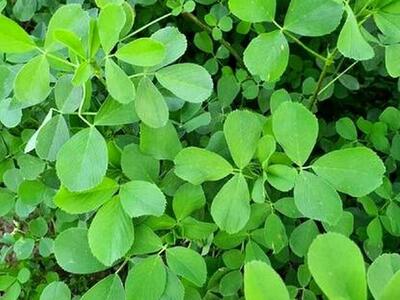 خواص شگفت‌انگیز یونجه/ از تقویت استخوان‌ها تا تسکین علائم یائسگی
