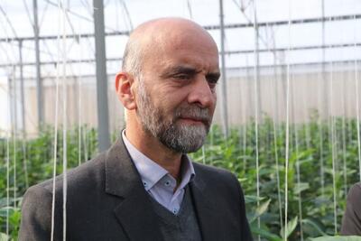 ۸ هکتار گلخانه در دهه فجر به بهره برداری می رسد