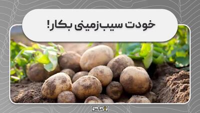 خودت در خانه سیب زمینی بکار و برداشت کن!
