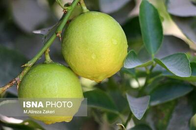 فارس در تولید لیموشیرین کشور سهم ۸۶ درصدی دارد