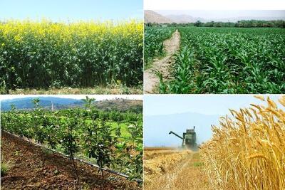 تولید سالانه ۷ میلیون تن محصولات زراعی و باغی در آذربایجان غربی