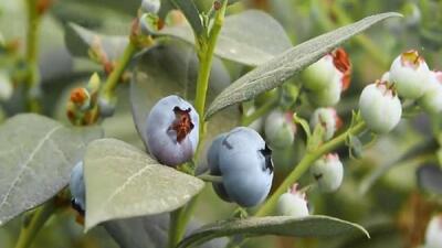 بهره‌برداری از بزرگ‌ترین گلخانه تولید بلوبری در ساوجبلاغ