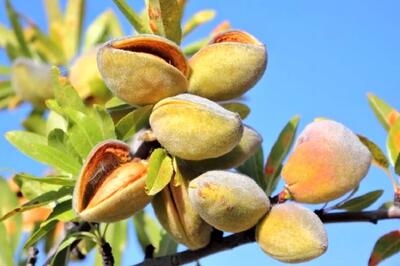 چگونه با کاشت نهال بادام یک سرمایه‌گذاری بزرگ و سودآور داشته باشیم؟