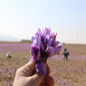 صندوق‌های زعفران؛ پربازده‌ترین گزینه سرمایه‌گذاری