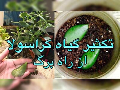 تکثیر ساده گل کراسولا، گیاه خوشبختی و ثروت