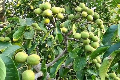 نگهداری بهینه برای تضمین سودآوری کلان از کاشت نهال گردو