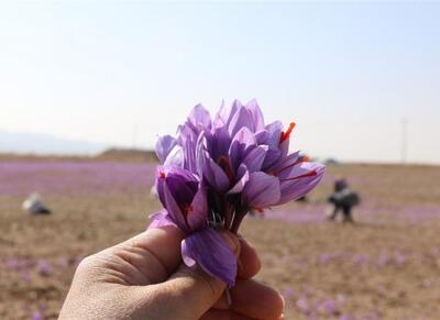 صندوق‌های زعفران پربازده‌ترین ابزار مالی هفته - اکونیوز