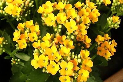 روش صحیح نگهداری و تکثیر گیاه کالانکوا
