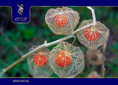 دستیابی ایران به فناوری کشت سلولی گیاهی برای تولید ترکیبات ضد سرطان