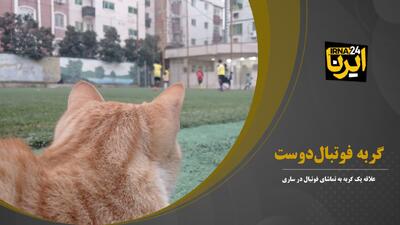 فیلم | گربه فوتبال‌دوست